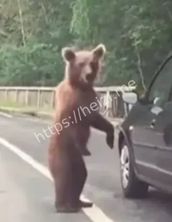 北海道熊害猎杀数据